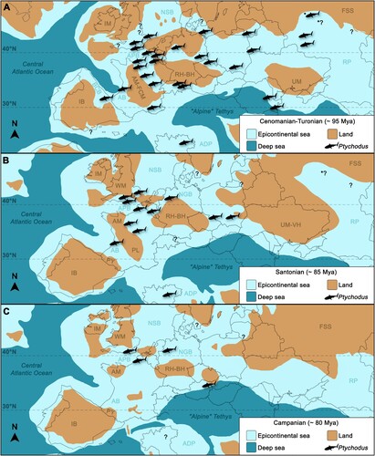 FIGURE 13. Upper Cretaceous paleogeographic maps (coastlines based on Neubauer and Harzhauser, Citation2022; modified from Puértolas-Pascual et al., Citation2016) with Cenomanian–Turonian (A), Santonian (B), and Campanian (C) occurrences of Ptychodus in Europe (see also Table S3 and Table S4 in Supplemental Data). Asterisks indicate the areas from which the material examined in this study comes. Question marks indicate occurrences with uncertain age. Abbreviations: AB, Aquitaine Basin; ADP, Adria Platforms; APB, Anglo-Paris Basin; AM, Armorican Massif; BCB, Basque-Cantabrian Basin; IB, Iberia; IM, Irish Massif; FCM, French Massif Central; FSS, Fenno-Scandian Shield; NGB, North German Basins; NSB, North Sea Basin; PL, Provencal Landmass; PY, Pyrenean Landmass; RH-BH, Rhenish-Bohemian High; RP, Russian Platform; UM-VH, Ukrainian Massif-Voronezh High; WM, Welsh Massif.