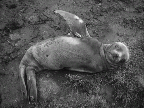 Figure 3  New Zealand sea lion pup at Davis Point showing ulceration of the carpus on the fore flippers. Photo: C. Muller.