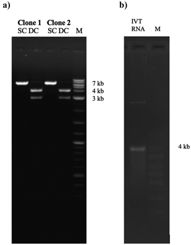 Figure 2. Agarose gel electrophoresis for the synthesized of pDNA and mRNA vaccines encoding S gene of MERS-CoV. (a). Two clones of pDNA expressing S gene. Correct band size of S gene 4000 bp and pVAX1 (3000) is showing in the gel double cut (DC) restriction analysis of BamHI and NheI. (b). In-vitro (IVT) synthesized RNA of. The correct band size of 4000 bp is showing in parallel with RNA marker.