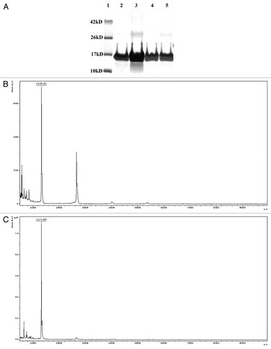 Figure 1A-C. (A) Sodium dodecyl sulfate PAGE (SDS–PAGE) analysis of M. tuberculosis Mtb9.9 protein purification. Lane 1, molecular weight markers; lane 2, purified Mtb9.9A protein; lane 3, purified Mtb9.9C protein; lane 4, purified Mtb9.9D protein; lane 5, purified Mtb9.9E protein. Proteins were visualized with Coomassie brilliant blue staining. (B) Mass-finger printing analysis of the purified Mtb9.9A by matrix-assisted laser desorption ionization time-of-flight (MALDI-TOF). (C) Mass-finger printing analysis of the purified Mtb9.9C by MALDI-TOF.