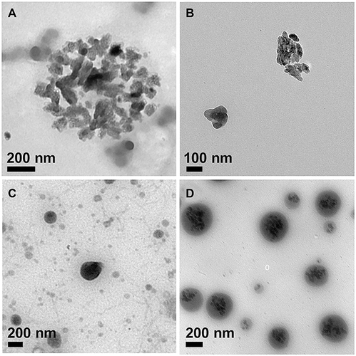 Figure 2 TEM images of (A) ACC, (B) ICG@, (C) PSC/ICG@ and (D) PSC/ICG@+DOX nanoparticles.