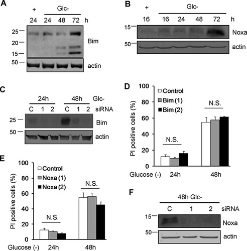 FIG 4 Noxa and Bim are dispensable for glucose deprivation-induced cell death of HeLa cells. (A and B) HeLa cells were incubated in the presence (+) or absence (Glc−) of glucose for the indicated times and collected for Western blotting of Bim (A) and Noxa (B). (C and D) HeLa cells were transfected with control siRNA or siRNAs against Bim, incubated for 24 and 48 h without glucose, and collected for Western blotting of Bim (C) or FACS analysis (D). (E and F) HeLa cells were transfected with siRNA against Noxa, incubated for the indicated times without glucose, and collected for FACS analysis (E) and Western blot analysis (F). N.S., not significant.