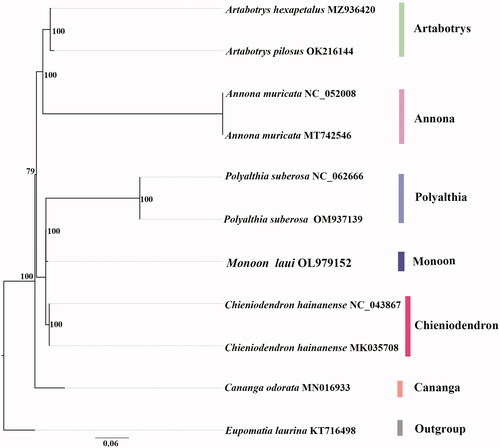 Figure 1. The best ML phylogeny recovered from 11 complete plastome sequences by RAxML. Accession numbers: Monoon laui (GenBank accession number, OL979152, this study), Artabotrys hexapetalus, MZ936420, Artabotrys pilosus, OK216144, Annona muricata, MT742546, Annona muricata, NC_052008, Polyalthia suberosa, OM937139, Polyalthia suberosa, NC_062666, Chieniodendron hainanense, NC_043867, Chieniodendron hainanense, MK035708, Cananga odorata, MN016933, Eupomatia laurina, KT716498.