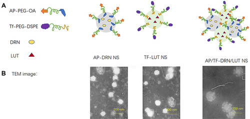 Figure 1 Scheme (A) and TEM images (B) of AP/Tf-Drn/Lut NPs.