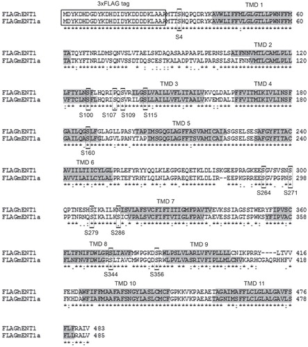 Figure 3. ClustalW alignment of 3 × FLAG-hENT1 and 3 × FLAG-mENT1. The 3 × FLAG-tag is indicated with a box while the transmembrane domains are indicated in gray. The 12 predicted serine targets are indicated with boxes. High identity of residues is indicated as (*) while high homology is indicated as (:).