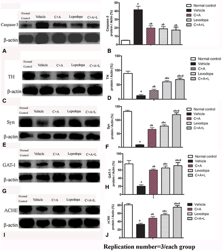 Figure 9 Expression of active caspase-3 (A and B), TH (C and D), Syn (E and F), GAT-1 (G and H), and ACHE (I and J) were measured using Western blot analysis. a, P < 0.05 versus control; b, P < 0.05 versus vehicle group; c, P < 0.05 versus C16+Ang-1 treated group; d, P < 0.05 versus levodopa-treated group.