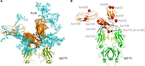 Figure 4 Human FcγRs show complex N-glycosylation in the protein ectodomain and around the IgG binding site.Notes: (A) Structural overlay of FcγRs. FcγRs are very structurally homologous with the exception of the extra D3 domain in FcγRI. Complexity of glycans (cyan) is shown and potential interactions with IgG Fc and the IgG Fc glycans. The glycan compositions modeled onto each N-glycosylation site for each FcγR are named according to the oxford notation (see https://glycobase.nibrt.ie/glycobase/show_nibrt.action)Citation86 and are as follows: FcgRI: Asn 59 (Man 5), Asn 78 (FA2G2S1), Asn 152 (FA2GN2S2), Asn 159 (Man 6), Asn 163 (FA2G2), Asn 195 (FA2G1GN1), Asn 240 (FA2BG2). FcgRIIa: Asn 64 (FA2G2S1), Asn 145 (FA2BG2). FcgRIIb: Asn 66 (FA2G2S1), Asn 147 (FA2BG2). FcgRIIIa: Asn 38 (FA2G2S1), Asn 45 (FA2G2), Asn 74 (FA4G4S4), Asn 162 (FA2G2), Asn 169 (FA2BG2). FcgRIIIb: Asn 35 (FA2GalNAc2S2), Asn 42 (Man 5), Asn 61 (FA2G2S1), Asn 71 (FA3G2), Asn 159 (FA2BG1), Asn 166 (FA2BG2). PDB accession numbers used to build the models were as follows: FcgRI: 4×4m, FcgRIIa: 1fcg, FcgRIIb: 2fcb, FcgRIIIa: 3ay4, FcgRIIIb: 1e4j. (B) Position of N-glycan sites in human FcγRs. Asn 175 (Asn 162 in FcγRIIIa) is at the binding site with IgG and glycans in this position can participate in carbohydrate–carbohydrate interactions. A number of other glycan sites are present close to the binding interface with IgG and glycans in this position can potentially participate in glycan–glycan interactions and glycan–protein interactions with IgG Fc. Structure is based on FcγRI (PDB: 4×4m). N-glycosylation sites are named for FcγRI using the UniprotKB numbering scheme.Abbreviations: FcγR, Fc gamma receptor; IgG, immunoglobulin G; PDB, Protein Data Bank.