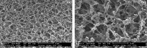Figure 3. SEM micrographs of the cellulose ester membrane filters with a magnification of 5000 x. (a) Grade 0.2 µm; (b) Grade 0.8 µm.