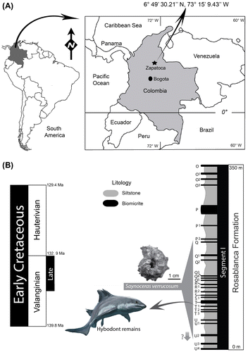 Figure 1. Geographical location map (A), and stratigraphic column of the Rosablanca Formation (B). South American map redrawn from Google Maps, Colombia map modified from [24], art illustration of the shark by Jorge Blanco.