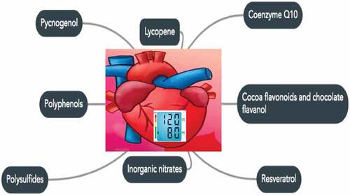 Figure 2. Lycopene, coenzyme, cocoa flavonoids/chocolate flavanols, inorganic nitrates, polysulfides, polyphenols, and pycnogenol are the functional components of food and are helpful in maintaining blood pressure normal.Figura 2. El licopeno, la coenzima, los flavonoides del cacao/flavanoles del chocolate, los nitratos inorgánicos, los polisulfuros, los polifenoles y el picnogenol son los componentes funcionales de los alimentos y son útiles para mantener la presión arterial en su nivel normal.