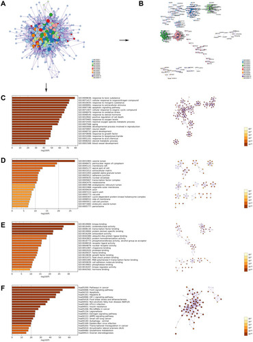 Figure 4 GO and KEGG pathway enrichment analyses of the OA-related targets (p-value ≤ 0.05). (A) The PPI network. (B) The clusters of PPI network. The colors represent different clusters or sets of binding sites predicted by MCODE algorithm. (C) The top 20 biological processes. (D) The top 20 cellular components. (E) The top 20 molecular functions. (F) The top 20 KEGG pathways. The bar plot and different colors show the enrichment scores [-log10 (P-value)] of the top 20 significant enrichments.
