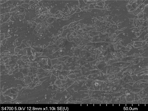 Figure 6. SEM image of corroded Al foil Al-AlCl3-CH3Cl reaction.