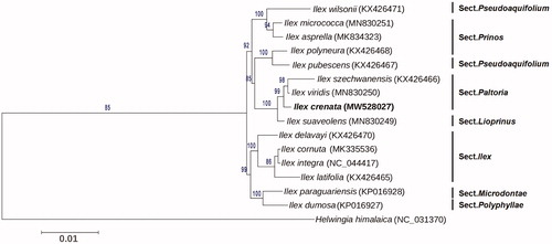 Figure 1. Maximum likelihood phylogenetic tree based on 78 protein-coding genes of I. crenata and other 15 species. Section names were displayed in the right side of phylogenetic tree. Numbers on the nodes indicated the bootstrap values. Genbank accession number of each species was shown in the brackets after names.