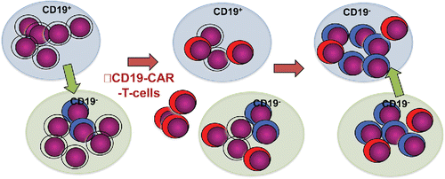 Figure 1. Schematic drawing representing the process by which a converted leukemic sub-clone escapes CAR-T cell treatment and expand in anatomic niches cleared of the CD19+ B-ALL cells. The purple cells represent B-ALL, blue cells represent converted cells and red cells represent CAR-T-cell. The blue and green areas represent different anatomic niches.