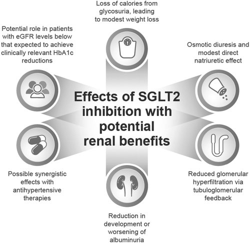 Figure 1. Summary of potential renal benefits of SGLT2 inhibition in patients with T2DM [Citation29] eGFR, estimated glomerular filtration rate, HbA1c, glycated hemoglobin.