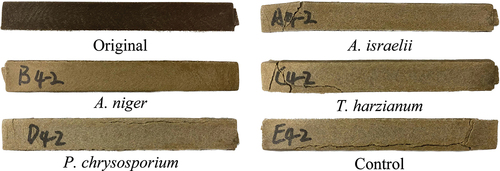 Figure 1. Pictures of the original PLA composites and PLA composites degraded by different microorganisms after 28 days.