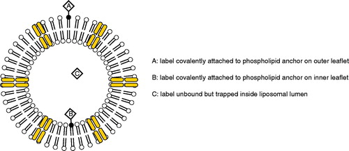 Figure 1. Labelling schemes of liposomal amphotericin B preparations.
