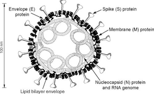 Figure 2 A vision of coronavirus with the minimal set of structural proteins.Notes: Reprinted from Advances in Virus Research, Vol 66, Masters PS, The molecular biology of coronaviruses, Pages No.193–292, Copyright (2006), with permission from Elsevier.Citation9