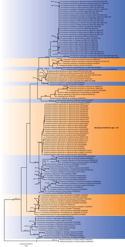 Figure 1. Bayesian 50% majority-rule consensus tree based on concatenated data of rDNA ITS and LSU sequences. Pileolaria terebinthi was used as outgroup. Values on the branches indicate maximum likelihood bootstrap values and Bayesian posterior probabilities. Hyphen indicates that bootstrap values were less than 75% and Bayesian posterior probabilities less than 0.80.