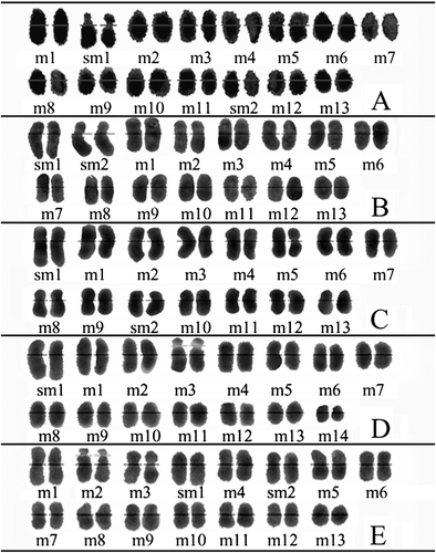 Figure 3. Karyograms of the studied taxa. (A) R. amasiensis; (B) R. aytachii; (C) R. hierroi; (D) R. iconiensis; (E) R. phytiae.