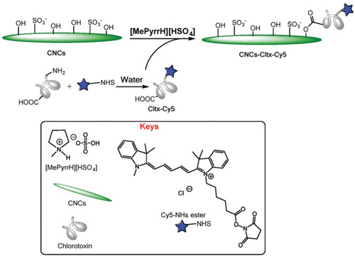 Figure 2 Surface esterification of nanocellulose with cyanine- (Cy5) conjugated chlorotoxin (Cltx) in in Brønsted-acid ionic liquid. Reproduced by permission of The Royal Society of Chemistry (RSC) on behalf of the Centre National de la Recherche Scientifique (CNRS) and the RSC. Cellante L, Costa R, Monaco I, Cenacchi G, Locatelli E. One-step esterification of nanocellulose in a Brønsted acid ionic liquid for delivery to glioblastoma cancer cells. New J Chem. 2018;42(7):5237–5242.Citation22