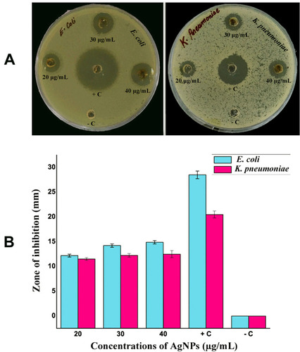 Figure 8 Plates showing clear ZOI around the wells represent the antibacterial activity of biosynthesized AgNPs (A), mean diameter (mm) of ZOI for different concentrations of AgNPs against E. coli and K. pneumoniae (B). + C (positive control), antibiotic cefotaxime; - C (negative control), culture supernatant.