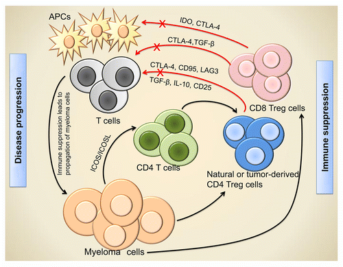 Figure 1. Regulatory T cell-mediated immunosuppression and disease progression in myeloma. Myeloma cells stimulate the differentiation of tumor-derived regulatory T cells (Tregs) from CD4+ T cells in an inducible co-stimulator (ICOS)-dependent manner, and favor the accumulation of naturally occurring CD4+ and CD8+ Tregs. Tregs suppress antitumor immune responses by inhibiting other immune cells, including T cells and antigen-presenting cells (APCs), via both cell contact-dependent and -independent mechanisms. The immunosuppression mediated by Tregs generates a path for the immune evasion and uncontrollable growth of myeloma cells, thus favoring disease progression. CTLA4, cytotoxic T-lymphocyte-associated protein 4; ICOS-L, ICOS ligand; IDO, indoleamine 2,3-dioxygenase; LAG3, lymphocyte-activation gene 3; TGFβ, transforming growth factor β.