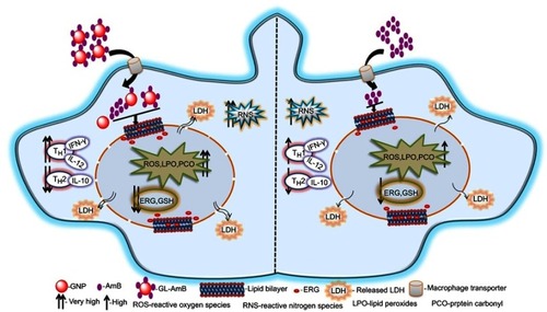 Figure 10 Schematic presentation showing mechanism of action with improved efficacy of GL-AmB over AmB in Leishmania donovani.Abbreviations: AmB, amphotericin B; ERG, ergosterol; GL, GNP-lipoic acid product; GNP, gold nanoparticle; GSH, reduced glutathione; IFN-γ, interferon-γ; LDH, lactate dehydrogenase.