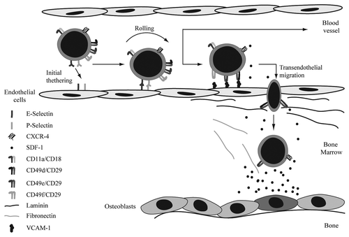 Figure 1. Homing of HSCs to the bone marrow. Initial tethering and rolling are the first steps in bone marrow homing. These processes are mediated by both E- and P-selectin. SDF-1 mediated integrin activation induces firm adhesion of the HSCs to the enodethelial wall. Firmly attached HSCs can subsequently transmigrate through the endothelial layer and basal lamina, consisting of fibronectin, collagen and laminin. Integrins involved in these steps are CD49d/CD29, CD49e/CD29 and CD49f/CD29. Finally, HSCs migrate toward the SDF-1 gradient to the osteoblasts. Chemoattractants involved in migration of HSCs.