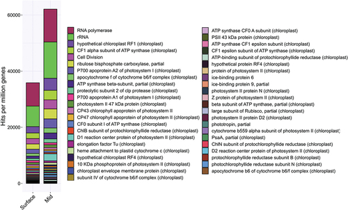 Figure 5. Chloromonas sp. transcripts from surface and mid snowpack samples on Mount Baker. Transcripts were run against the NCBI nonredundant database. Hits were sorted to Chloromonas sp. transcripts with >40 percent similarity to the annotation shown. Number of hits was normalized to account for difference in library size of each sample by dividing transcripts hits of interest by total genes transcribed in the library, multiplied by 1 million (hits per million genes). Mid snowpack had 62,103 hits per million genes for Chloromonas sp., whereas the surface had 26,244 hits per million genes less, with a total of 35,859 hits per million genes; 1,998 of the total hits per million genes from the surface belong to cytochrome b6f complex transcripts, typically associated with respiration, compared to 3,561 hits per million genes of the mid sample. The other photosynthesis transcripts resulted in 16,302 hits per million genes in the surface sample compared to 30,662 hits per million genes from the mid sample.