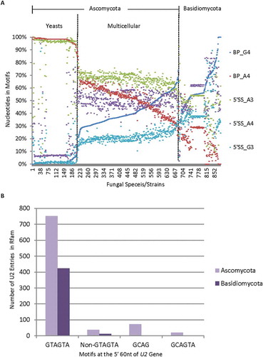 Figure 4. Distribution of the nucleotides of the 5ʹ splice site and the U2 snRNA gene entries among different fungal genomes. A. Representative distribution of the nucleotides of the 5ʹ splice site among the different fungal genomes as the branchpoint motif G4 increases or A4 decreases. Shown are A3, G3 or A4 within the MEME motif of the 5ʹ splice site. B. Bar graph showing the distribution of 1,336 unique U2 gene entries in the Rfam database with different motifs among 361 of the Ascomycota or Basidiomycota species with branchpoint G4/A4 ratios in Fig. 2.