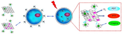 Figure 8 Schematic illustration of UCNP–NGO/ZnPc as a multifunctional theranostic nanoplatform for cancer treatment.Notes: Reprinted from Biomaterials, 34, Wang YH, Wang HG, Liu DP, Song SY, Wang X, Zhang HJ. Graphene oxide covalently grafted upconversion nanoparticles for combined NIR mediated imaging and photothermal/photodynamic cancer therapy, 7715–7724, Copyright ©2013, with permission from Elsevier.Citation35Abbreviations: GO, graphene oxide; PDT, photodynamic therapy; PTT, photothermal therapy; UCNP–NGO/ZnPc, upconversion nanoparticle–nano-GO–zinc phthalocyanine composite.