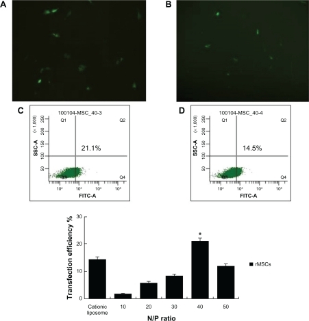 Figure 7 EGFP-C1 encapsulated by different carriers for gene delivery into rat mesenchymal stem cells.Note: Fluorescence microscopy was used to observe the transfection efficiency of PEG-PEI-mediated plasmid delivery in rat mesenchymal stem cells. A) PEG-PEI and B) liposome. Typical samples of rat mesenchymal stem cells showed 8%–15% EGFP expression when incubated with cationic liposome/EGFP-C1 (D), and showed 15%–21% EGFP expression when incubated with PEG-PEI/pEGFP-C1 at the optimal N/P ratio of 40 (C). Original magnification × 100. The transfection efficiency tendency of rat mesenchymal stem cells incubated with cationic liposome/EGFP-C1 or PEG-PEI/EGFP-C1 at N/P ratios of 10, 20, 30, 40, and 50 are shown. An increase in the N/P ratio of PEG-PEI to DNA resulted in an increase of gene expression in rat mesenchymal stem cells, but the transfection efficacy degraded remarkably at an N/P ratio of 50. Values are the mean ± standard deviation (n = 3).*P < 0.05 for N/P 40 versus N/P 10, 20, 30, and 50, and cationic liposome.Abbreviations: EGFP, enhanced green fluorescent protein; FITC, Fluoreceine-isothiocyanate: PEG-PEI, polyethylene glycol-grafted polyethylenimine; rMSCs, rat mesenchymal stem cells; SSC, Side scatter.