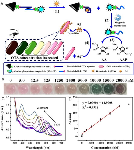 Figure 17. Schematic representation of the working mode of the multi-colorimetric based on the structural switching of aptamer and the enzyme-induced deposition of AuNRs for OTA detection in (a). Photographs of the enzyme-induced aptasensor solutions (b) and UV-vis absorption spectra (c) at different OTA concentrations. The linear relationship between the blueshift of the longitudinal LSPR peak (Δλ) and OTA concentration among 12.5 to 20000 nM at (d). Reprinted with permission from Tian et al. (Citation2020). Copyright 2020 Elsevier.