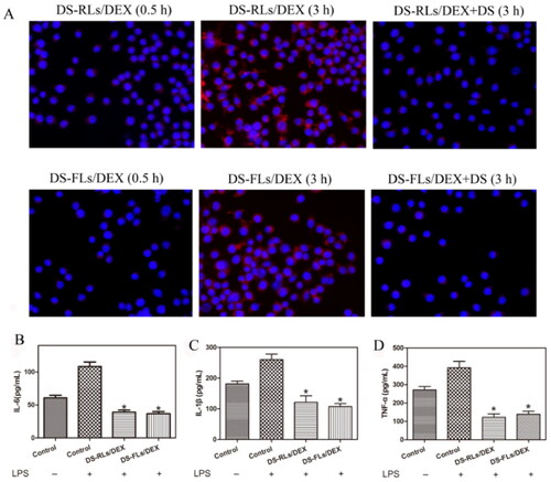 Figure 6. Cellular uptake and suppress the inflammation of DS-RLs/DEX and DS-FLs/DEX. (A) In vitro RAW264.7 cellular uptake of DIR-labeled liposomes after induced with LPS (100 ng/mL) by 0.5 and 3 h under fluorescence microscope (Scale bars = 200 nm). (B–D) The expression levels of IL-6, IL-1β and TNF-α after DS-RLs/DEX and DS-FLs/DEX incubation under LPS-activated RAW264.7 cells, *p < .05 vs control.