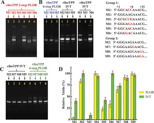 Figure 5. Comparison of PLOR efficiency for riboTPP with different 5ʹ-end. (A) Gel image of the crude products generated by 2-step PLOR (red marks): M1 (Lane 1), M2 (Lane 2), M3 (Lane 3), M4 (Lane 4), M5 (Lane 5), and M6 (Lane 6). The sequences from M1 to M6 are different at the first 6 nucleotides of 5ʹ-end (shown in (B)). (B) Gel images of the crude products of 6-step PLOR (left, blue marks): M2 (Lane 1), M4 (Lane 2), M5 (Lane 3); IVT (middle, black marks): M2 (Lane 1), M4 (Lane 2), M5 (Lane 3); IVT (right, black marks): M1 (Lane 1), M3 (Lane 2), M6 (Lane 3). The beginning sequences of M1~ M6 are listed in group 1, with different nucleotides shown in red. (C) Gel image of the crude products generated by IVT (black marks): M2 (Lane 1), M7 (Lane 2), M8 (Lane 3), M9 (Lane 4) and 4-step PLOR (green marks): M2 (Lane 5), M7 (Lane 6), M8 (Lane 7), M9 (Lane 8). The beginning sequences of M7~ M9 are listed in group 2 at (B), with different nucleotides shown in red. (D) Relative yields of 2-step PLOR (yellow) and IVT (green) varying with initiated sequences. The yields of M4 and M2 were set to 100% in PLOR and IVT, respectively. Mean values ± s.d. of three replicates are shown.