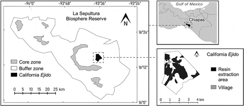 Figure 1. Study site location and map. The California ejido is situated within the buffer zone of La Sepultura Biosphere Reserve (left map), in the State of Chiapas, southern Mexico (top-right map). The resin extraction area presently encompasses around 40% of the total ejido territory (bottom-right map)