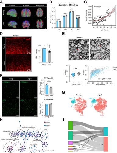 Figure 1 Age-related changes of myelin sheath and oligodendrocyte lineage cells in CNS. (A) Representative DTI-based white matter mapping images from young and aged adults. With the presented color-coding, red represents fibers crossing from left to right, green crossing in the posterior anterior direction, and blue crossing in the inferior–superior direction. (B) Comparison of DTI derived metrics between young and aged adults (****P-value < 0.0001 by student’s t test). (C) Linear regression plot showing the change in radial diffusivity with age (P-value < 0.0001). (D) Representative confocal microscopic images and quantification of mean MBP intensity (**P-value < 0.01 by student’s t test, n = 5 samples per condition). Scale bar: 50μm. (E) Representative TEM images in the external capsule for young and aged mice. Red asterisks and red arrows showing myelin thickness changes of axons with similar diameters, respectively. Scale bar: 2μm. Violin plots showing the g ratio of myelinated axons in aged mice versus young mice (****P-value < 0.0001 by student’s t test. The numbers of axons from four mice are indicated). Scatterplots depicting the g ratio as a function of axon diameters. (F) Representative confocal microscopic images in young and old cortex staining for PDGFRA and CC1. Scale bar: 100μm. Bar plots depicting the quantification of PDGFRA+ and CC1+ cells (** P-value < 0.01 by student’s t test. n = 5 samples per condition). (G) T-distributed stochastic neighbor embedding (t-SNE) projection of OPCs and OLGs from young and aged mice. (H) Gene ontology (GO) enrichment network plot was achieved using Metascape. Two gene lists of DEGs between aged and young OPCs or OLGs were submitted. The significantly overexpressed GO terms were grouped into several clusters based on their membership similarity. The contribution percentage of different cells was shown in each GO node. (I) Sankey diagram showing the interactions between resident cells in brain and OPCs or OLGs on GO term immune response (GO:0006955). The proportional flow represented the number of gene pairs.