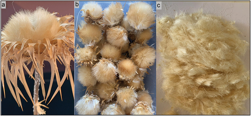 Figure 1. a) a dry flower head of milk thistle with a bulb filled with hairy fibers in the seed bed surrounded by spine-tipped bracts at the base. b) the flower bulbs after removal of the stems and bracts. c) Hairy fibers of the flower bulb.