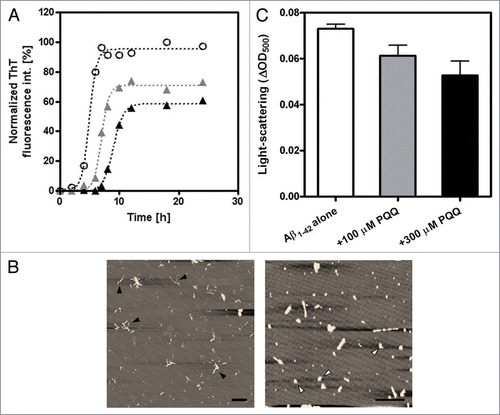 Figure 2 Inhibitory effect of PQQ on the fibril formation of amyloid β (1–42). (A) The time courses of amyloid fibril formation of Aβ1–42 as determined by ThT fluorescence assay analysis. No additive (50 µM Aβ1–42) (white circles), +100 µM PQQ (gray triangles), +300 µM PQQ (black triangles). The sigmoidal curve analysis was performed by PRISM (GraphPad Software). (B) AFM revealed the formation of amyloid fibrils, with short fibrillar morphology, having a diameter of 6∼8 nm and a length of 0.5∼1 µm (Left; 50 µM Aβ1–42). In the presence of PQQ, there are amorphous aggregates having a diameter of 4∼6 nm and length of 10∼500 nm were detected (Right; 50 µM Aβ1–42 + 300 µM PQQ). Scale bars: 1 µm. All images are a height mode. (C) The effect of PQQ on the aggregation of Aβ1–42 was monitored by light scattering at 500 nm after 20 h incubation, n = 2. 50 µM Aβ1–42 (white bar), 50 µM Aβ1–42 + 100 µM PQQ (gray bar), 50 µM Aβ1–42 + 300 µM PQQ (black bar).