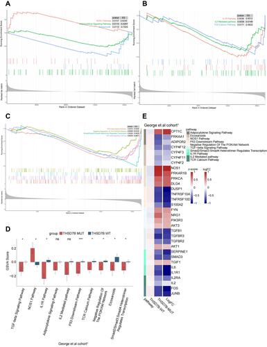 Figure 6 Potential signaling pathways of adverse prognosis in THSD7B-MUT patients in the George et al cohort.Citation1 (A‒C) The enrichment of DEGs between THSD7B-MUT and THSD7B-WT by GSEA method. (D) The differences in GSVA scores between THSD7B-MUT and THSD7B-WT (t-test, 0.01<P<0.05,“*”; P<0.001, “***”; P≥0.05, “ns”). (E) Heatmap shows the core gene expression (z-score) and logFC of each pathway.