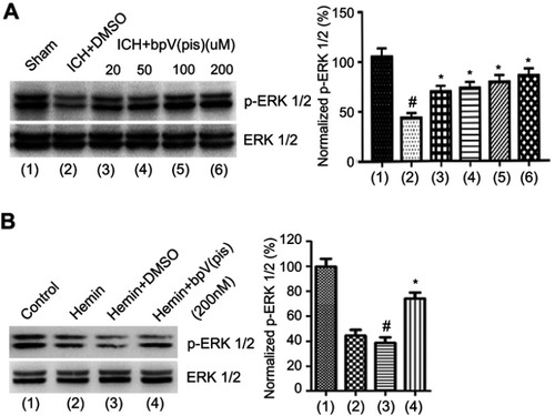 Figure 6 bpV(pis) blocks the reduction of ERK1/2 phosphorylation after ICH. (A) Western blots assay shows that p-ERK1/2 is down-regulated after ICH and bpV(pis) treatment at different concentrations (20, 50, 100, 200 μM) elevates the p-ERK1/2 (n=6 in each group. #P<0.05 vs Sham group, *P<0.05 vs ICH+DMSO group, ANOVA test). (B) p-ERK1/2 is increased after bpV(pis) (200 nM) treatment in hemin-insulted cortical cultures (n=4 independent cultures. #P<0.05 vs Control group, *P<0.05 vs Hemin+DMSO, ANOVA test).
