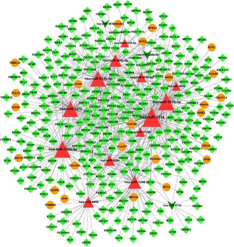 Figure 1. DEGs-DEMs regulatory network. Triangles represent up-regulated DEMs, arrows represent down-regulated DEMs, circles indicate up-regulated DEGs, and prisms indicate down-regulated DEGs. DEG: differentially expressed gene, DEM: differentially expressed miRNA.