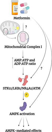 Figure 2 Putative pathways for activation of AMPK by metformin.