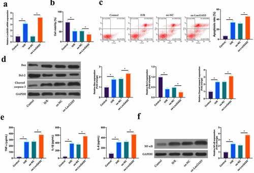 Figure 2. LncGAS5 is upregulated in MIRI and silencing LncGAS5 inhibits MIRI.A. RT-qPCR to detect LncGAS5 expression in mice myocardial tissues in the Sham, the MIRI, the sh-NC, and the sh-LncGAS5 groups; B. HE staining representative images of in mice myocardial tissues in the Sham, the MIRI, the sh-NC, and the sh-LncGAS5 groups; C. TUNEL staining to in mice myocardial tissue apoptosis in the Sham, the MIRI, the sh-NC, and the sh-LncGAS5 groups; D. Western blot to check Bax, Bcl-2 and lysed caspase-3 expressions in mice myocardial tissues in the Sham, the MIRI, the sh-NC, and the sh-LncGAS5 groups; E. ELISA to examine TNF-α, IL-1β and IL-6 levels in mice myocardial tissues in the Sham, the MIRI, the sh-NC, and the sh-LncGAS5 groups; the value was expressed as mean ± SD (n = 3); one-way ANOVA was applied to calculate the significance of each group; the variance was corrected via Tukey’s test. *P < 0.05