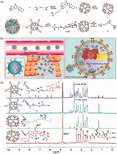 Figure 1. (A) Synthesis schematics for the GPCC conjugate. CPT was endowed with reductive sensitivity of GSH by the introduction of a disulfide bond via an esterification reaction. CPT was then conjugated to the amine-terminated PAMAM dendrimer via an amidation reaction. The Cy7 tracer was used to label PAMAM to observe the distribution of conjugates in vivo. Finally, glucose-functionalized PEG was linked to PAMAM, which endowed the conjugate with prolonged circulation and GLUT1-targeting abilities. (B) Schematics of the structure of the GPCC conjugate and the action mechanism of enhanced cancer cell targeting and cellular microenvironment-sensitive drug release. The GPCC conjugate first accumulates in tumor tissue through the EPR effect; then, the GPCC conjugate is recognized and endocytosed by glucose transporter 1 (GLUT1)-overexpressing cells through glucose-GLUT1-specific interactions; the endocytosed conjugate is delivered to the cell cytoplasm, where high GSH concentrations trigger intracellular camptothecin release and finally, free drugs act on the nucleus. (C) 1HNMR of different conjugates (from top to bottom: GPCC, MPCC, PCC, and PC).