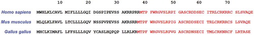 Figure 6. Amino acid sequences of LEAP-2 in humans, mice, and chickens; with the mature peptide sequences highlighted in red (Townes et al. Citation2004)