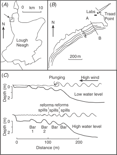 Fig 1. Site map of (A) Lough Neagh, N. Ireland and (B) the position of the four main longshore bars at Traad Point on the NW shore (54°43′N, 6°31′W). The line A–B marks the position of the fixed transect for bottom profiles and sand sampling, (C) diagram of bars and wave characteristics along the transect A–B in low and high water levels.