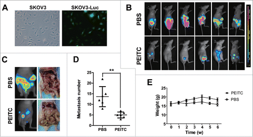 Figure 2. PEITC inhibits metastasis of ovarian cancer cells in vivo.