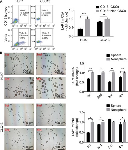 Figure 2 LAP1 is weakly expressed in liver CSC.Notes: (A) LAP1 was weakly expressed in CD13+ cells sorted from Huh7 and CLC13 cells. LAP1 messenger RNA (mRNA) was measured by qRT-PCR. (B) LAP1 was even more weakly expressed in oncospheres than in nonsphere tumor cells; through serial passage of Huh7 and CLC13 sphere cells, similar observations were obtained in the first, second, third, and fourth generations of oncosphere assay. Nonsphere: Huh7 or CLC13 cells that failed to form spheres. Scale bar: 500 µm. Student’s t-test was used for statistical analysis, *P<0.05, **P<0.01, ***P<0.001; data are shown as mean ± SD. Data are representative of at least three independent experiments.Abbreviations: CSC, cancer stem cells; LAP1, liver-enriched activator protein 1; qRT-PCR, quantitative real time polymerase chain reaction.